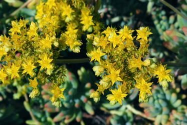 Sedum pachyphyllum