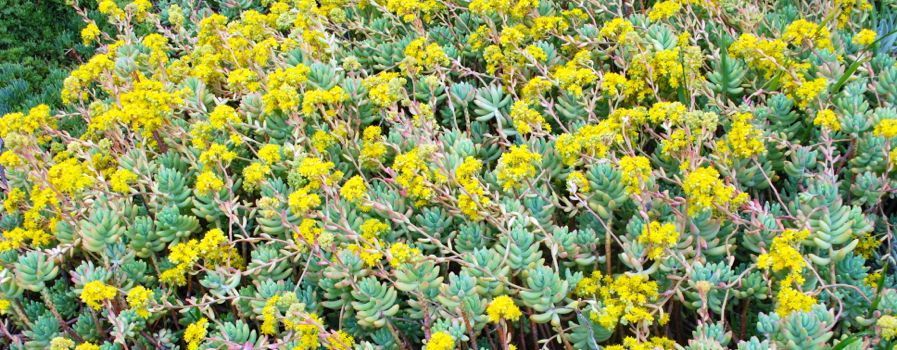 Sedum pachyphyllummass