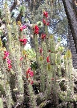 Cleistocactus samaipatanus