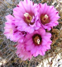 Stenocactus