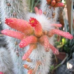 Cleistocactus strausii