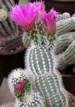 Echinocereus 1