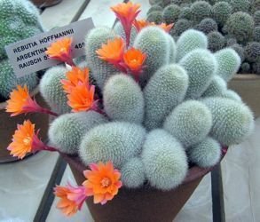 Rebutia hoffmanii