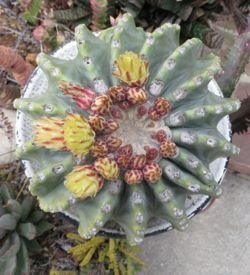 Ferocactus g. n