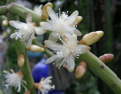 Rhipsalis grandiflora