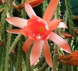 aporophyllum cascade flower