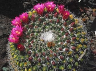 Mammillaria red pink