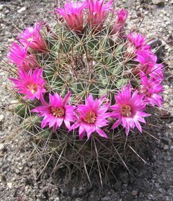 Mammillaria pink