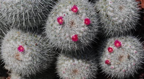 Mammillaria geminispina