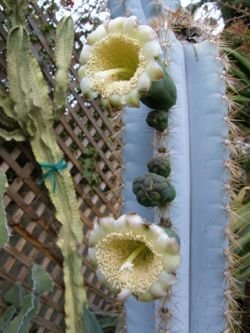 Pilosocereus pachycladus flowers