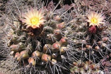 Thelocactus rinconensis