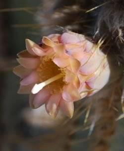 Pilosocereus ulei