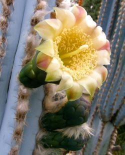 pilosocereus lanuginosa flower