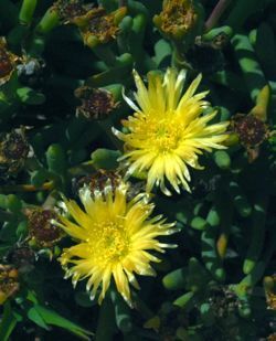 Cephalophyllum frutescens