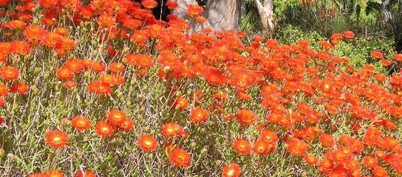 Lampranthus arauntiacus Orange