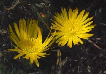 Lampranthus amoensis