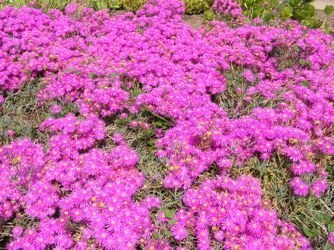 Lampranthus saturatus