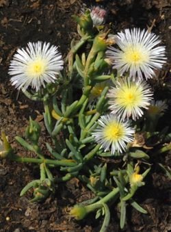 malephora white