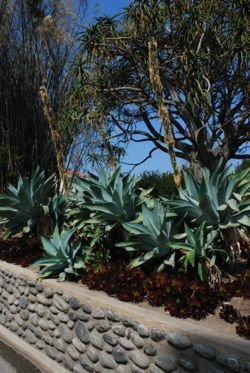 agave Boitin Blue