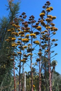 Agave capensis