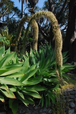 agave attenuta