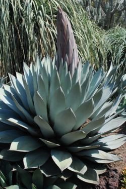 Agave parryi like
