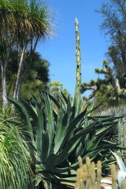 Agave salmaniana