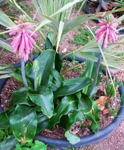 Veltheimia in garden