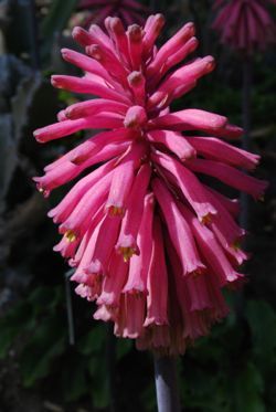 Veltheimia flower