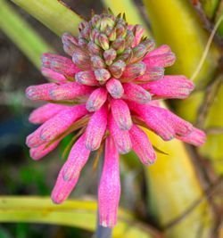 Veltheimia flower mine