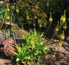 bulbine alooides