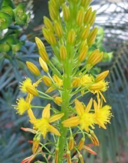 Bulbine latifolia