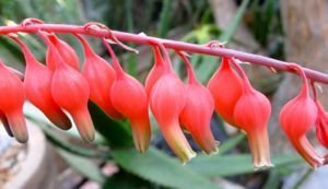 Gasteria glomerata flowers