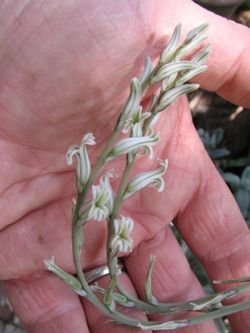 Haworthia flower