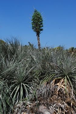 Puya betreoana