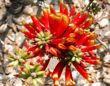 Erythrina acanthocarpa