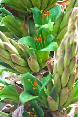 Puya b flower