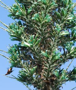 Puya berteroniana flowers