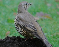 Missel Thrush