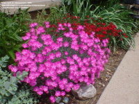 (Dianthus gratianopolitanus) photo courtesy of DGmember staceysmom