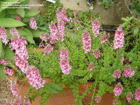 (Diascia rigescens) photo courtesy of DG member KMAC