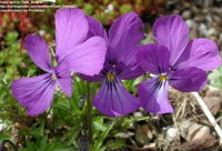 (Viola corsica) photo courtesy of DG member Todd_Boland