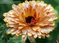 (Calendula officinalis) photo courtesy of DG member 22cold