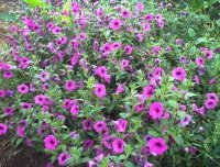 (Petunia integrifolia) photo courtesy of DG member poppysue