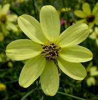 coreopsis 'Moonbeam' flower