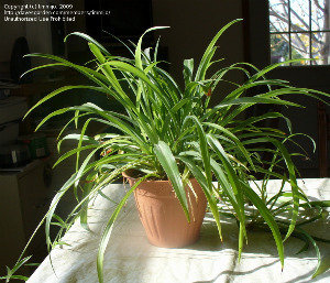 spider plant with babies