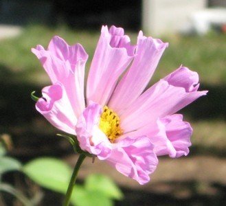 pink cosmos 