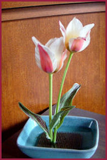 two red and white tulips with patterned leaves in a shallow square teal ceramic dish