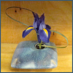 curving long grass blade in arrangement with short stemmed iris bloom in square vase from Georgetown Pottery