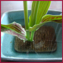 closeup showing burgundy-patterned tulip leaves and large rectangular frog